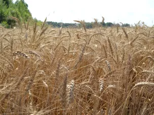 Около 2 млн тонн зерна собрали нижегородские аграрии в 2025 году